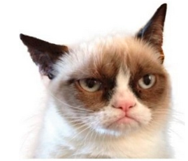 不爽猫 GRUMPY CAT(图1)